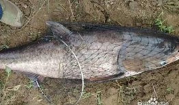 爆料鲢鳙钓法大全视频,视频大全深度解析