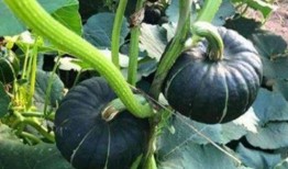 哪种地方可以吃网红瓜呢,探寻各地特色美食打卡地